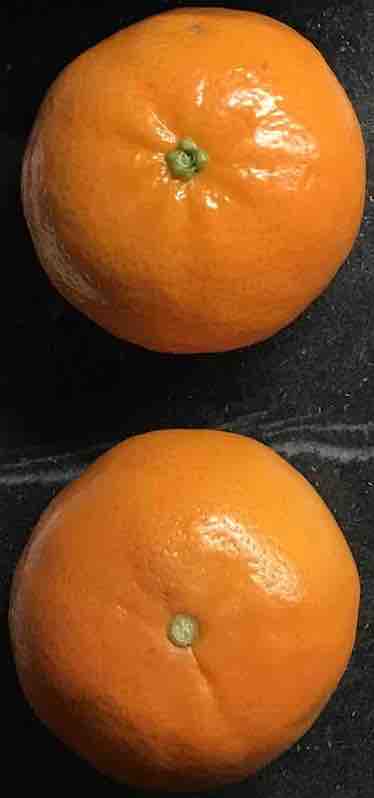 two whole clementine oranges